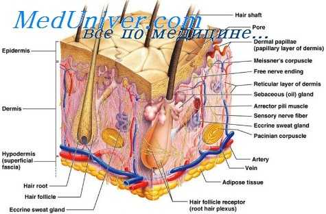 глюкокортикостероиды