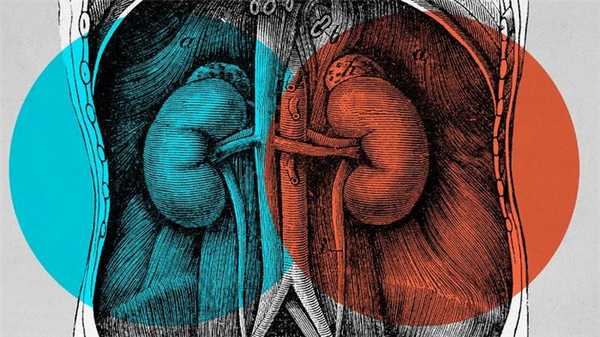 Влияние таблеток на почки