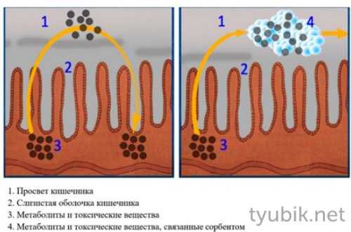 Механизм действия сорбентов
