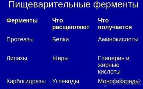 Пищеварительные ферменты человека