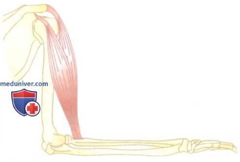 лестница боудича