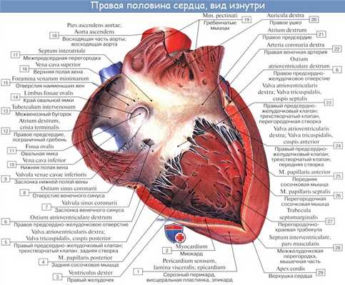 Анатомия сердца: Правый желудочек. Левый желудочек