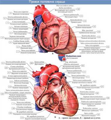 Анатомия сердца: Правый желудочек. Левый желудочек