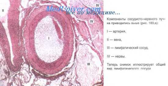 лимфатические сосуды