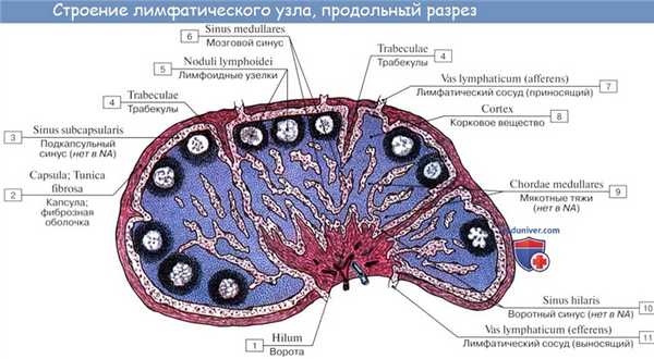 Анатомия: Лимфатические узлы, nodi lymphatici