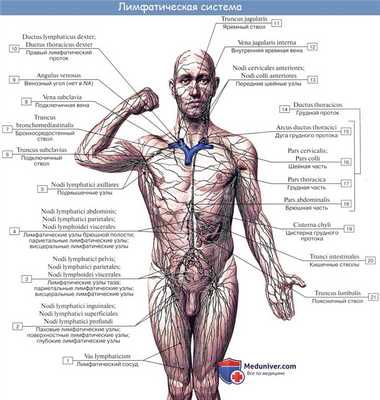 Анатомия: Лимфатическая система, systema lymphaticum. Функция, строение лимфатической системы