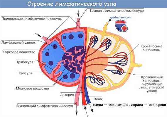 Анатомия: Лимфатические узлы, nodi lymphatici