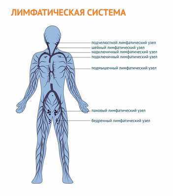 лимфатическая система.jpg
