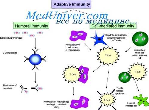 плазмацитоидные дендритные клетки