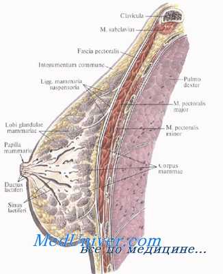 Кровоснабжение молочной железы. Сосуды молочной железы. Лимфатическая система молочной железы