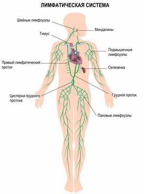 Лимфатическая система.jpg