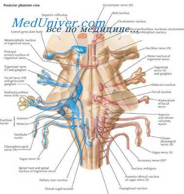 нервы эмбриона