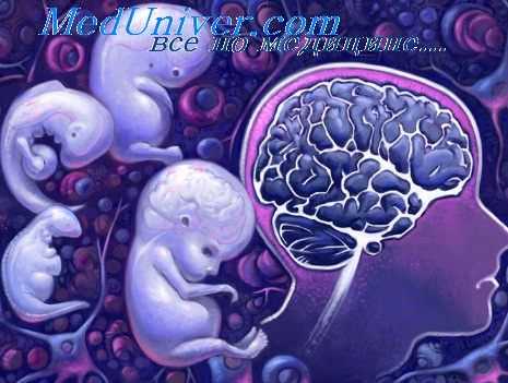 черепно-мозговые нервы плода