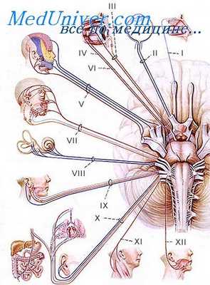 блоковый нерв эмбриона
