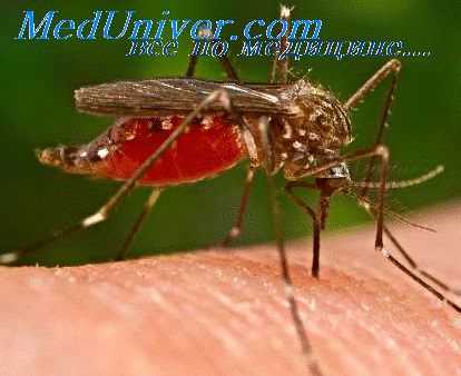 лихорадка денге