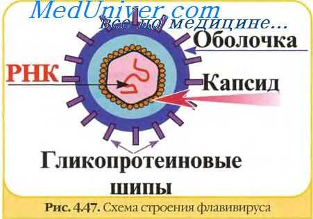 Лихорадка Денге. Эпидемиология лихорадки денге. Патогенез лихорадки денге