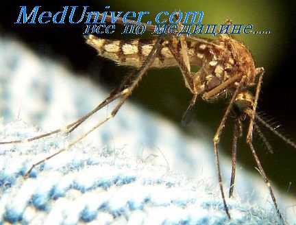 геморрагические лихорадки