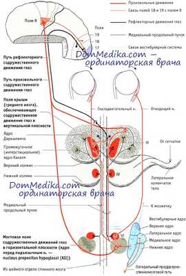 содружественные движения глаз