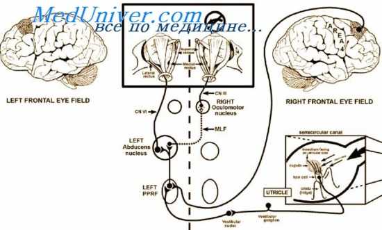 произвольные движения глаз