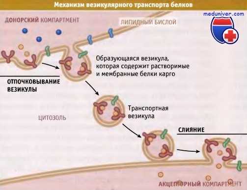 Механизм везикулярного транспорта белка
