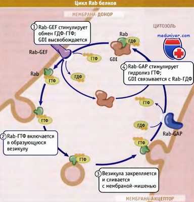 Цикл Rab-белков