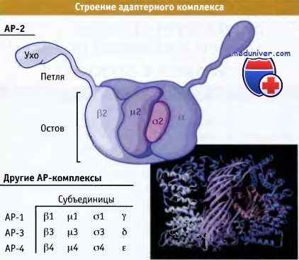 Строение адаптерного комплекса