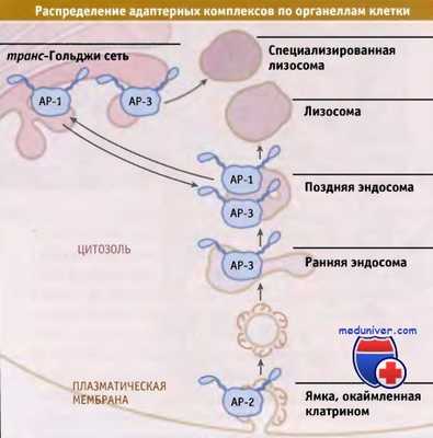 Адаптерные комплексы