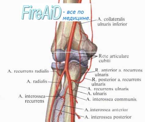 Слабое место локтевого сустава. Связки локтевого сустава. Кровоснабжение и иннервация локтевого сустава.