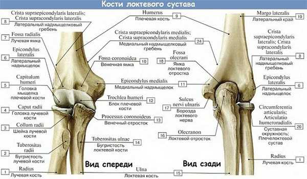 Анатомия: Кости локтевого сустава