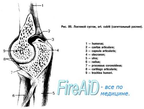 Слабое место локтевого сустава. Связки локтевого сустава. Кровоснабжение и иннервация локтевого сустава.
