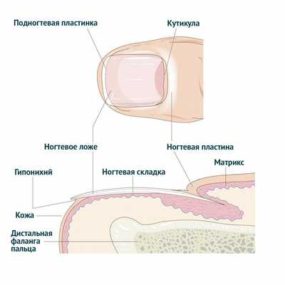 Слоящиеся ногти