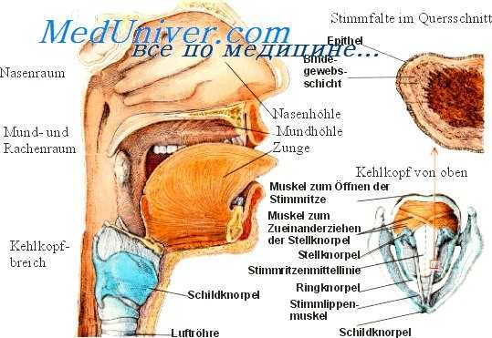 прогноз при фонастении
