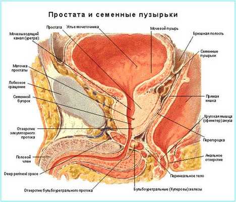 Лучевая диагностика заболеваний предстательной железы