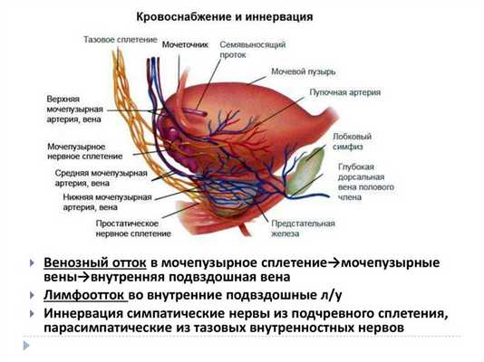 Лучевая диагностика заболеваний предстательной железы