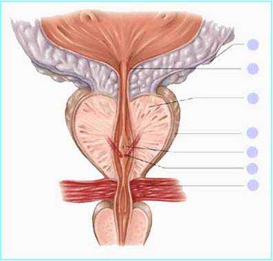 Лучевая диагностика заболеваний предстательной железы