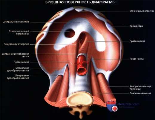 Лучевая анатомия (КТ, МРТ анатомия) диафрагмы