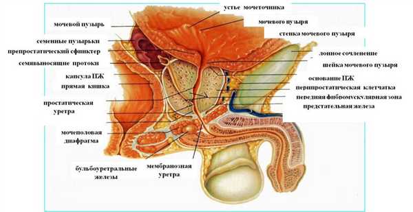 Лучевая диагностика заболеваний предстательной железы