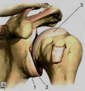 Рис. 3. Суставная губа