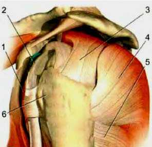 Рис. 6. Мышцы вращательной манжеты плеча