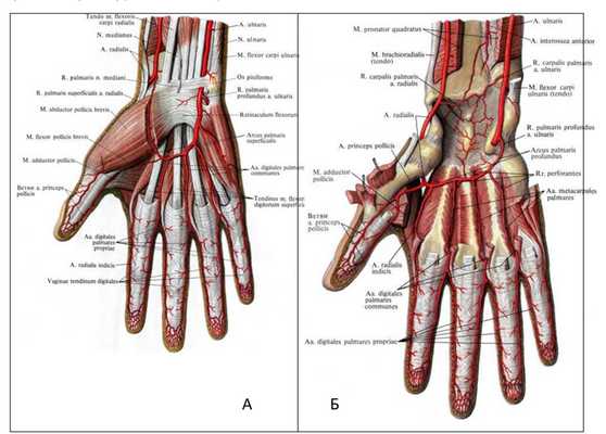 Рис. 10. Артериальные дуги кисти. А-поверхностная дуга. Б-глубокая дуга