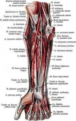 Рис. 9. Артерии предплечья