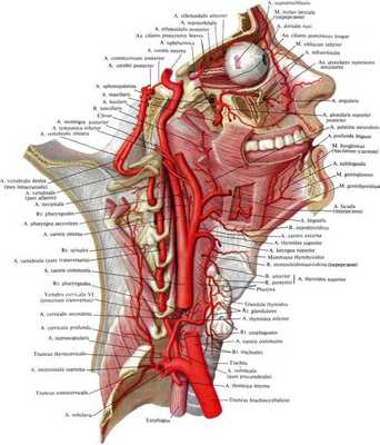Рис.3. Артерии головы и шеи
