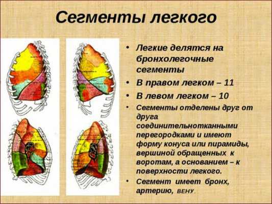 Описание и классификация бронхолёгочных сегментов