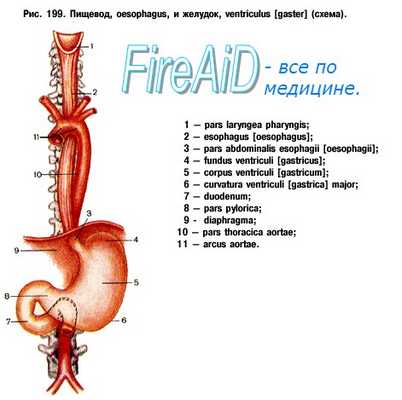 Анатомия пищевода