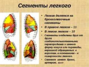 Долевое и сегментарное строение легких