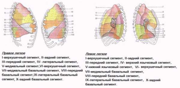 Особенности строения легких