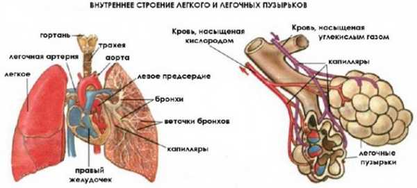 Особенности строения легких