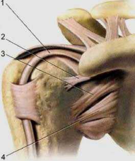 Суставно-плечевые связки