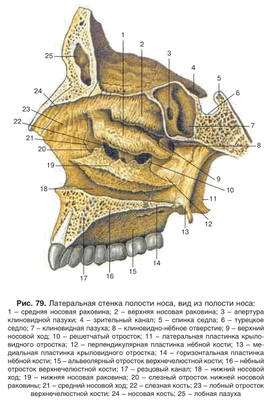 Латериальная стенка полости носа