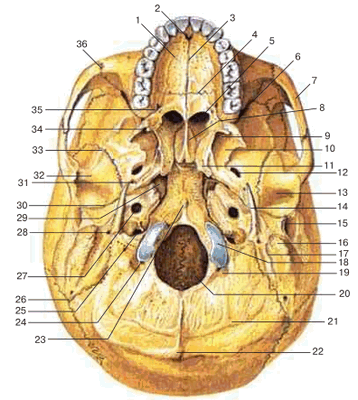 Наружное основание черепа